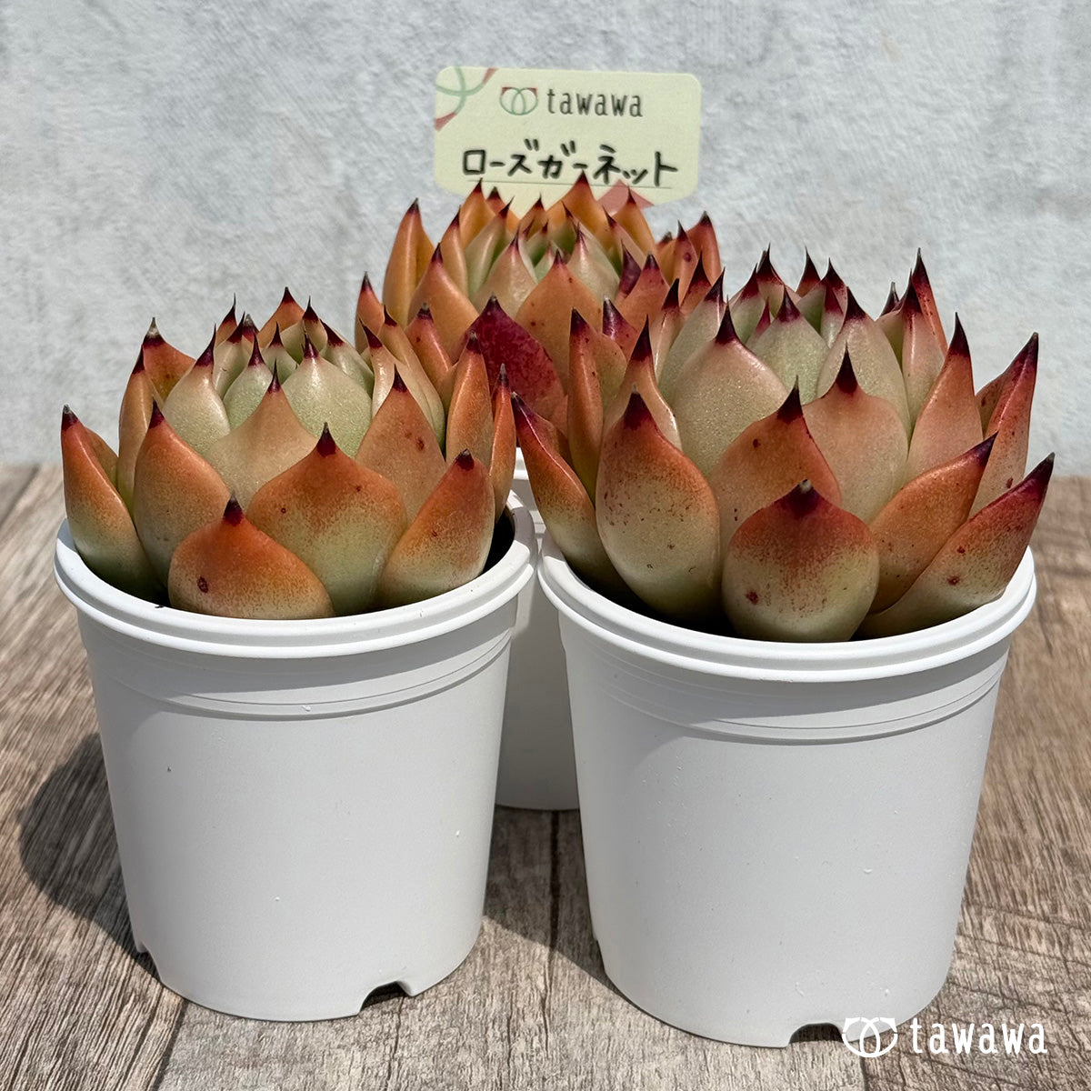 19. ＊新発売＊　ローズガーネット　【tawawaハウス苗】