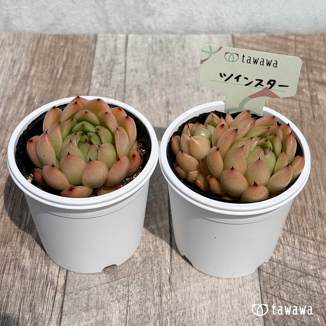 20. ＊新発売＊　ツインスター　【tawawaハウス苗】