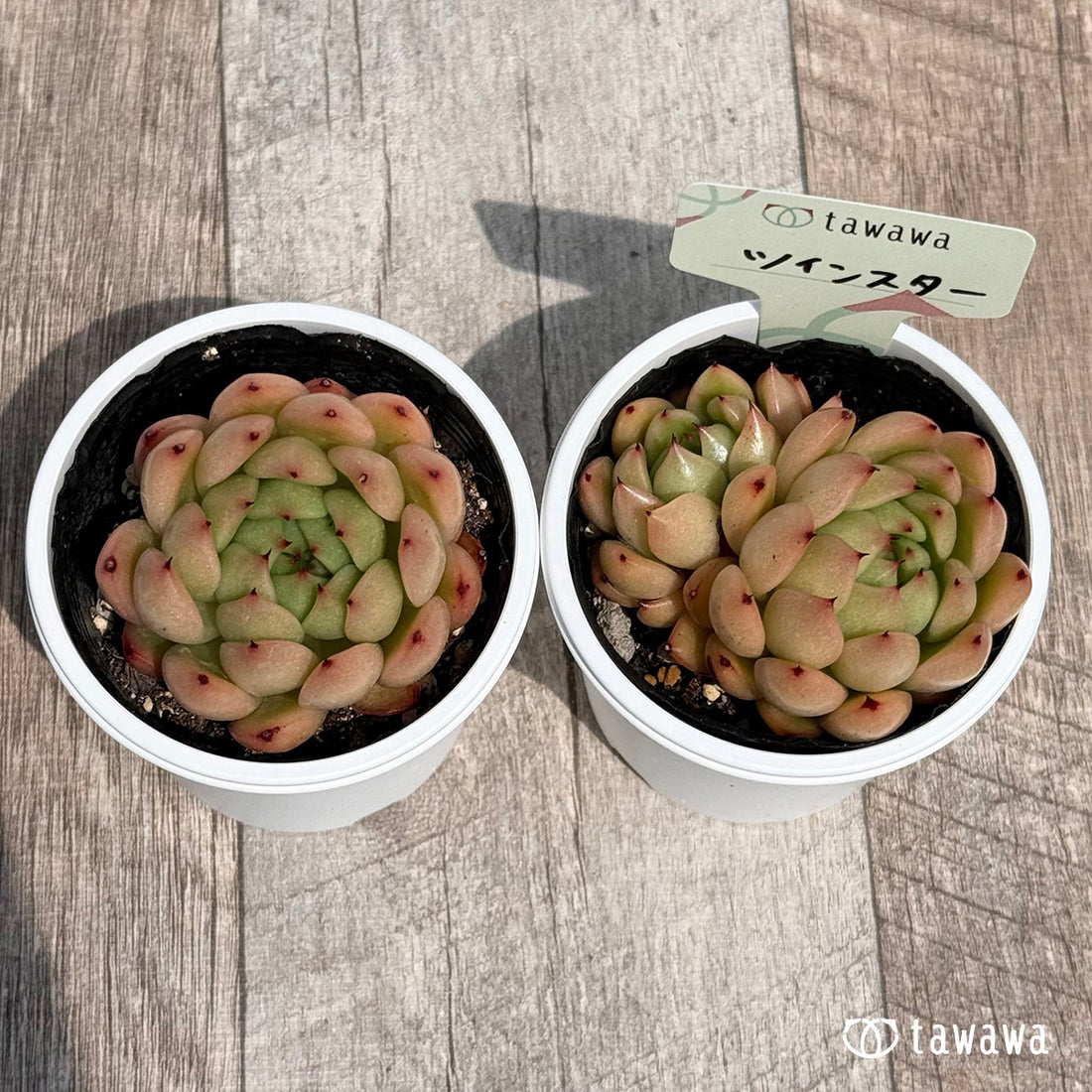 20. ＊新発売＊　ツインスター　【tawawaハウス苗】