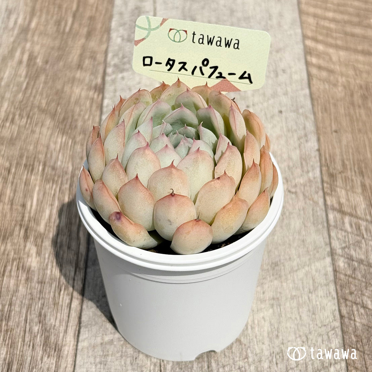 21. ＊新発売＊　ロータスパフューム　【tawawaハウス苗】