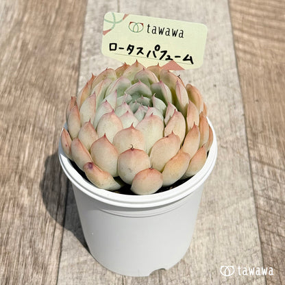 21. ＊新発売＊　ロータスパフューム　【tawawaハウス苗】