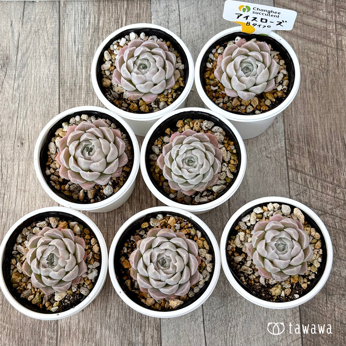 アイスローズ【Bタイプ】《単頭》（チャンヒー農園）【tawawaハウス苗】