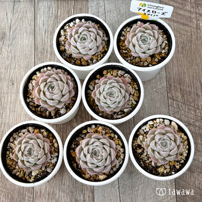 アイスローズ【Bタイプ】《単頭》（チャンヒー農園）【tawawaハウス苗】