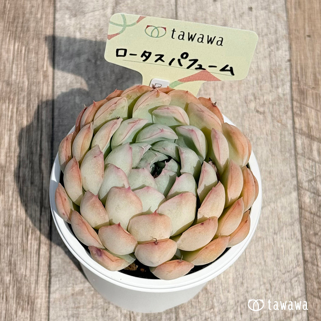 21. ＊新発売＊　ロータスパフューム　【tawawaハウス苗】