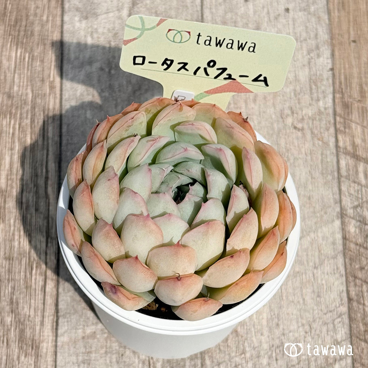 21. ＊新発売＊　ロータスパフューム　【tawawaハウス苗】