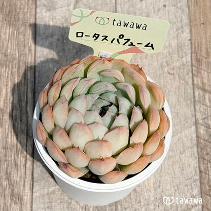 21. ＊新発売＊　ロータスパフューム　【tawawaハウス苗】