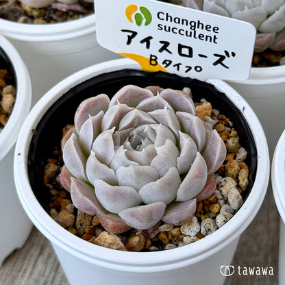 アイスローズ【Bタイプ】《単頭》（チャンヒー農園）【tawawaハウス苗】