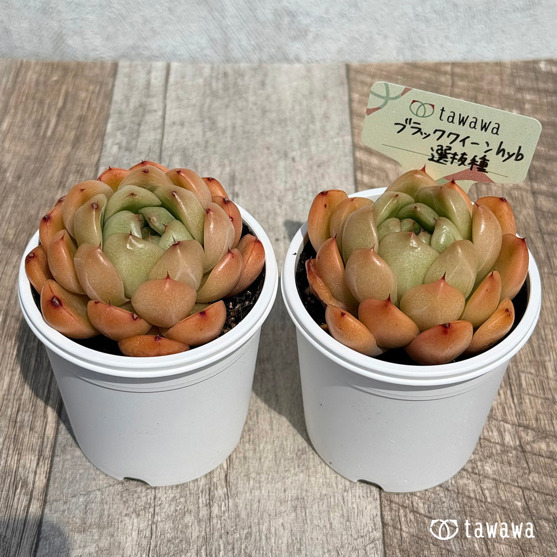 ブラッククイーンhyb選抜種 【tawawaハウス苗】