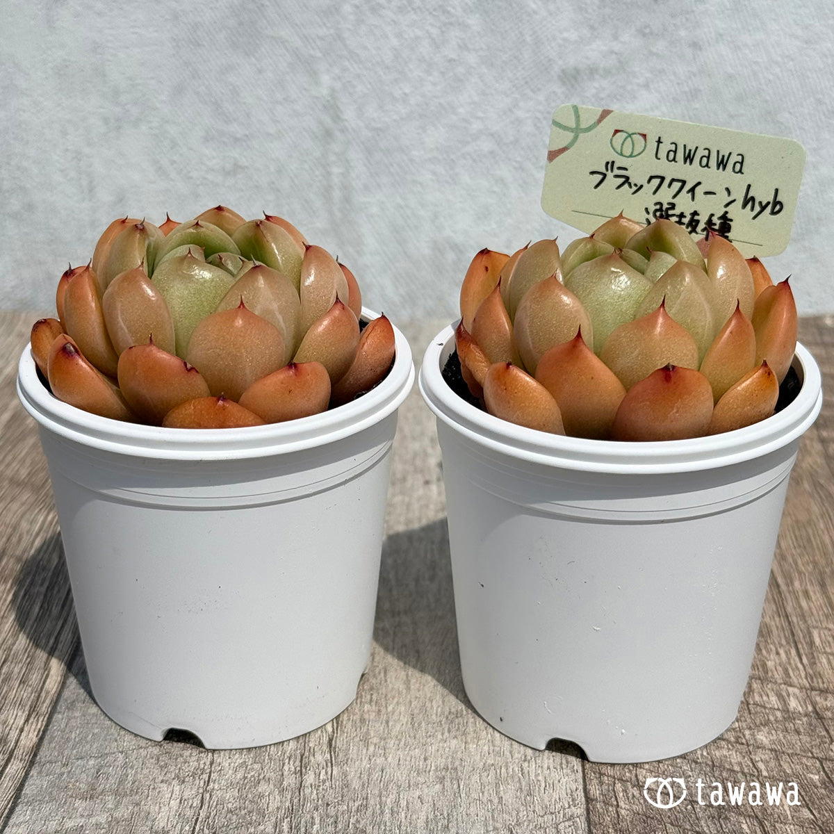 22. ＊新発売＊　ブラッククイーンhyb選抜種　【tawawaハウス苗】