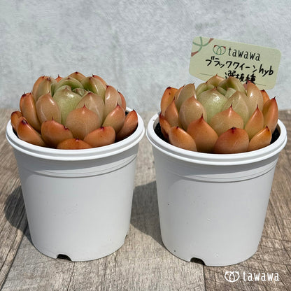 22. ＊新発売＊　ブラッククイーンhyb選抜種　【tawawaハウス苗】