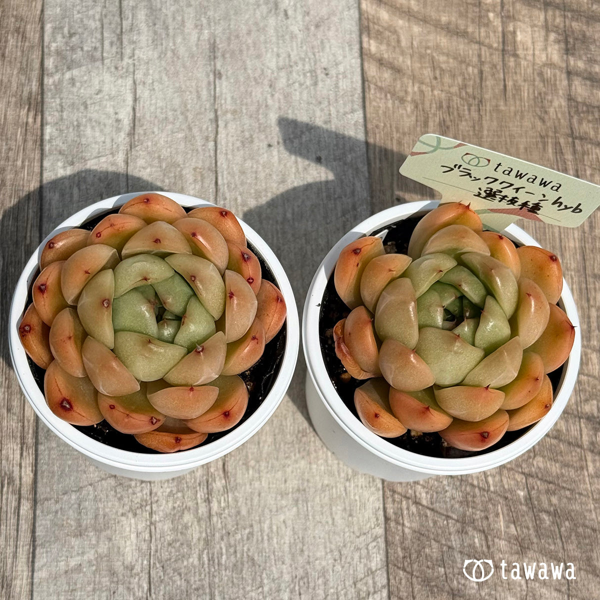 22. ＊新発売＊　ブラッククイーンhyb選抜種　【tawawaハウス苗】