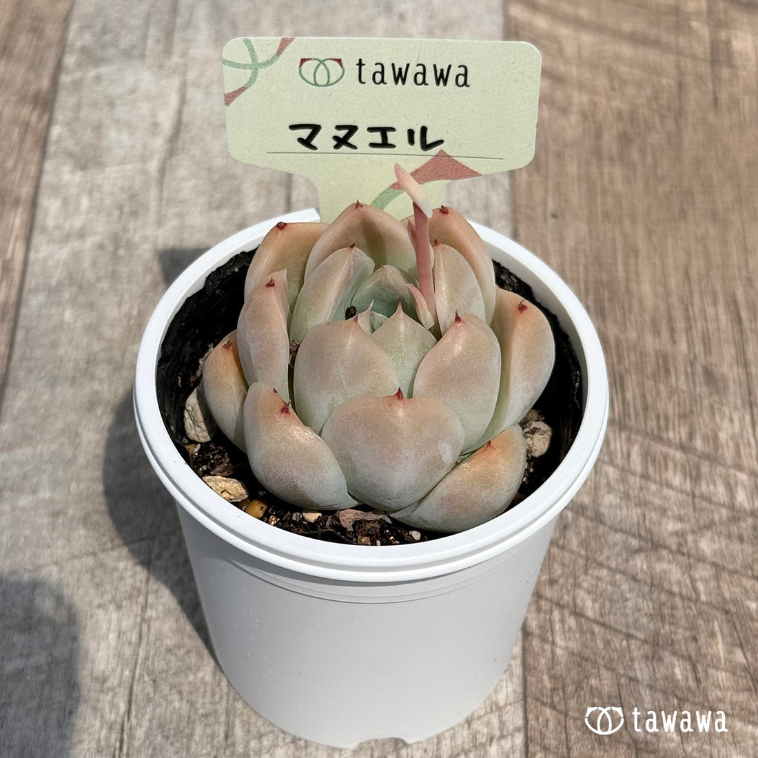 23. ＊新発売＊　マヌエル　【tawawaハウス苗】