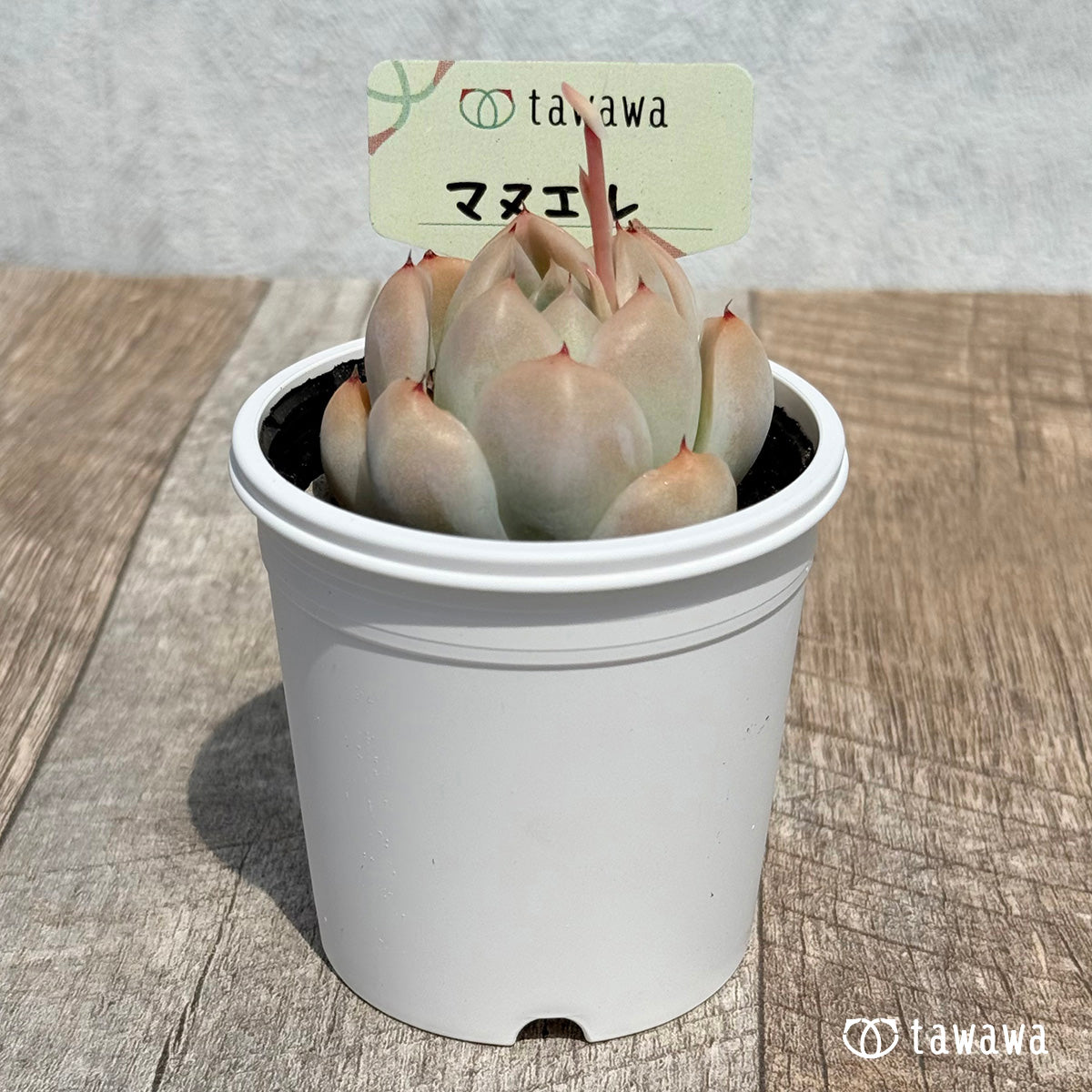 23. ＊新発売＊　マヌエル　【tawawaハウス苗】