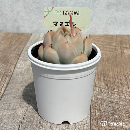23. ＊新発売＊　マヌエル　【tawawaハウス苗】