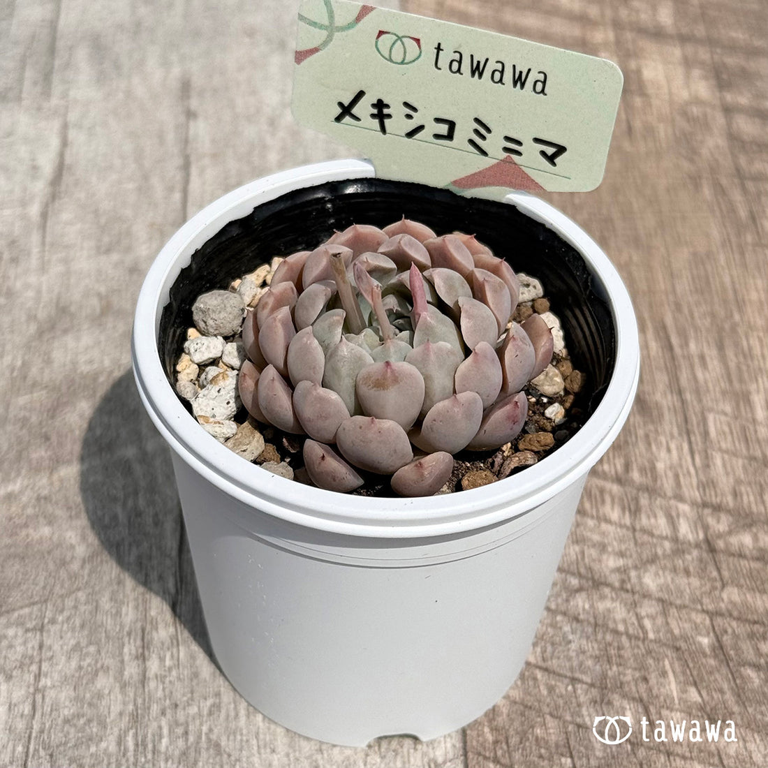 24. ＊新発売＊　メキシコミニマ　【tawawaハウス苗】