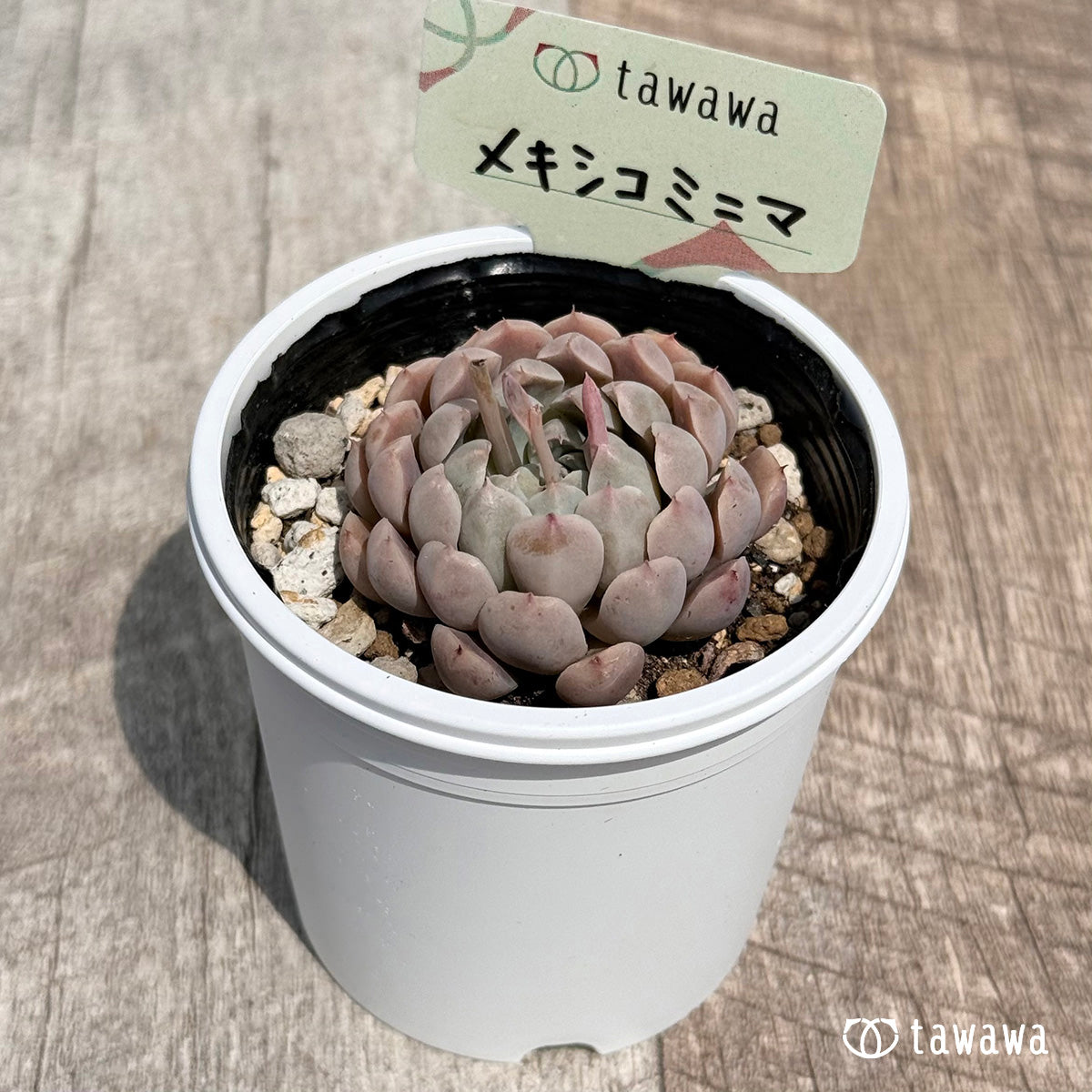 24. ＊新発売＊　メキシコミニマ　【tawawaハウス苗】