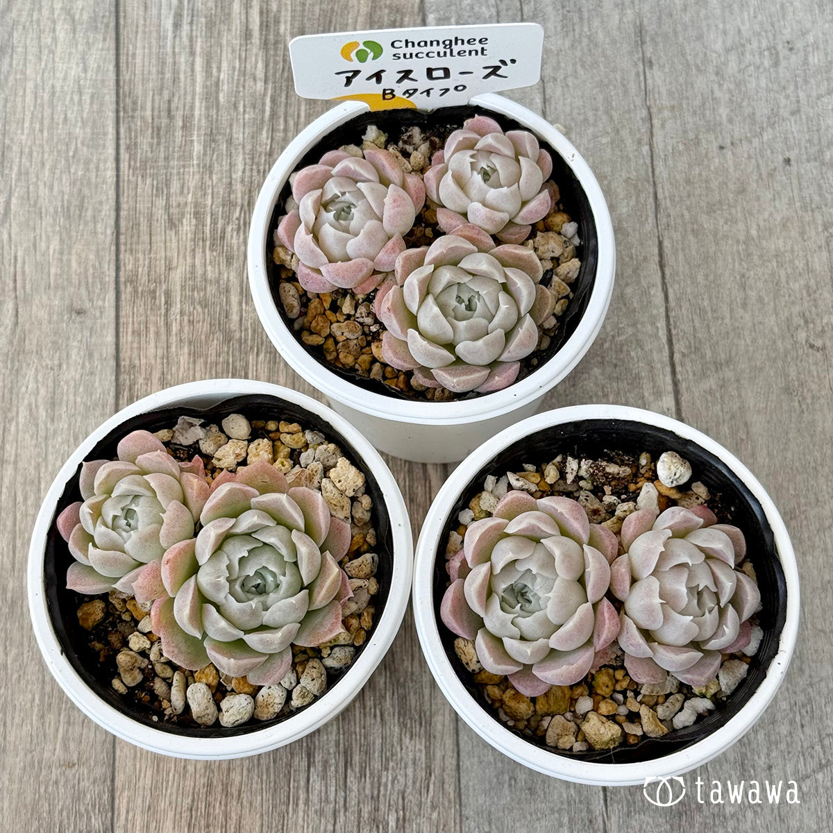 アイスローズ【Bタイプ】《多頭》（チャンヒー農園）【tawawaハウス苗】