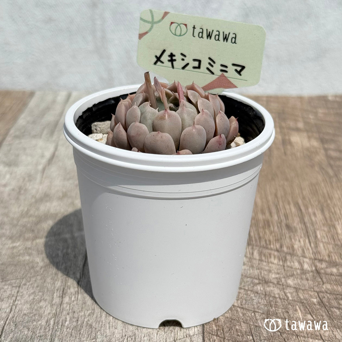 24. ＊新発売＊　メキシコミニマ　【tawawaハウス苗】