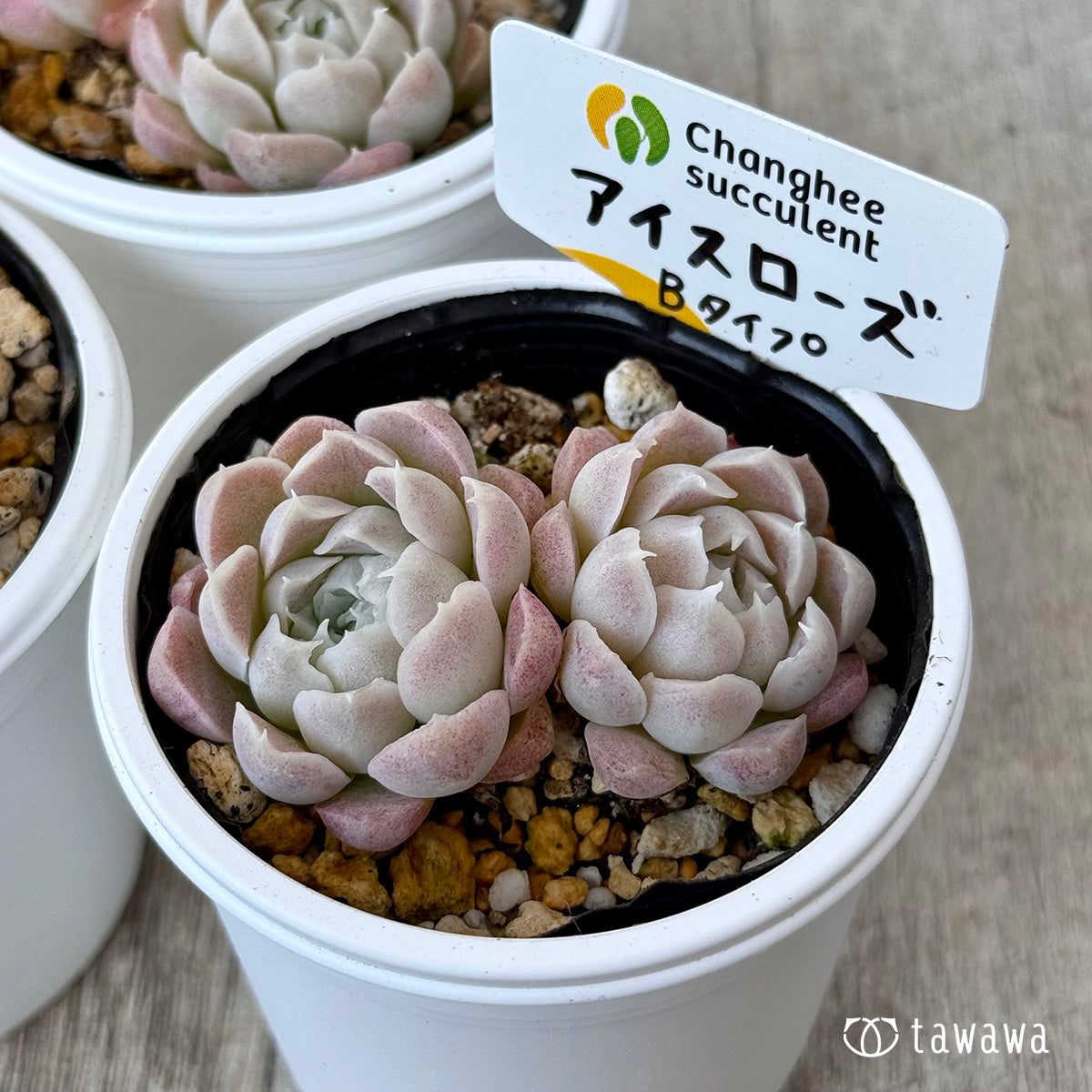 アイスローズ【Bタイプ】《多頭》（チャンヒー農園）【tawawaハウス苗】