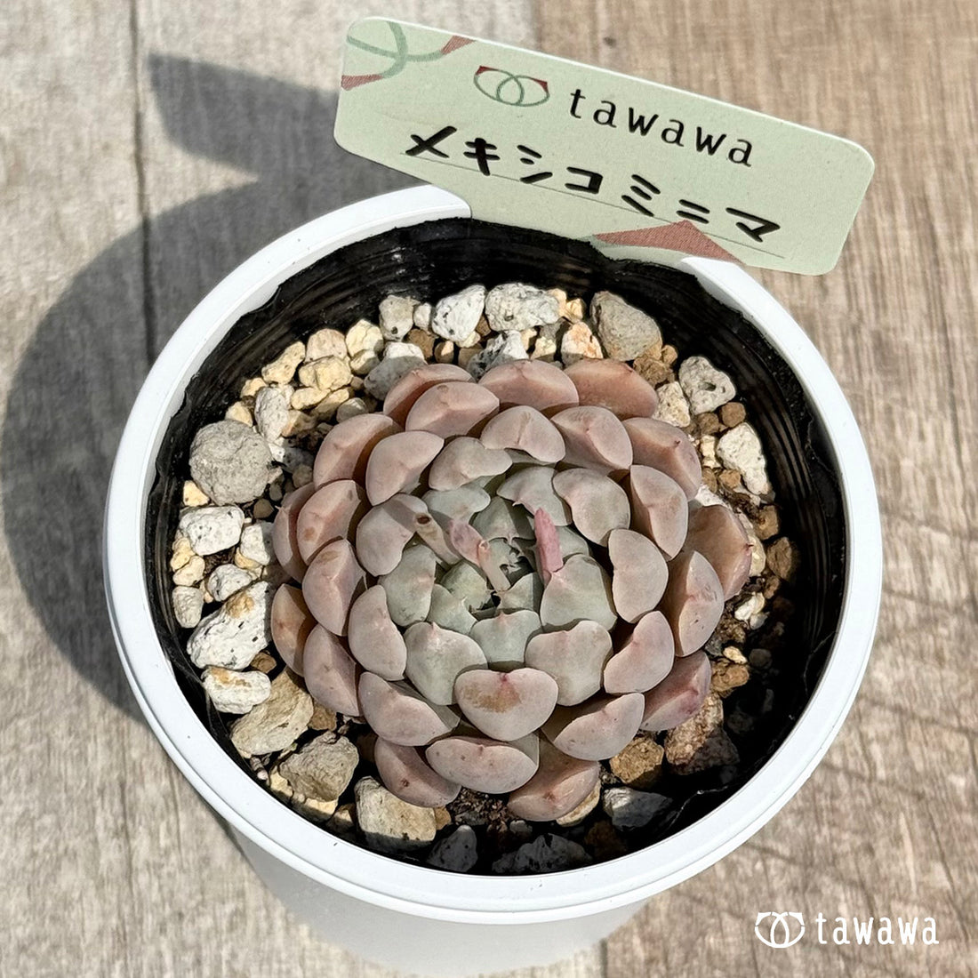 24. ＊新発売＊　メキシコミニマ　【tawawaハウス苗】