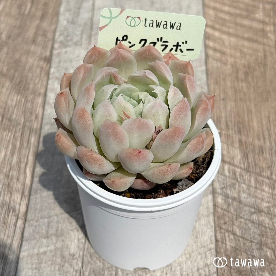 ピンクブラボー 【tawawaハウス苗】