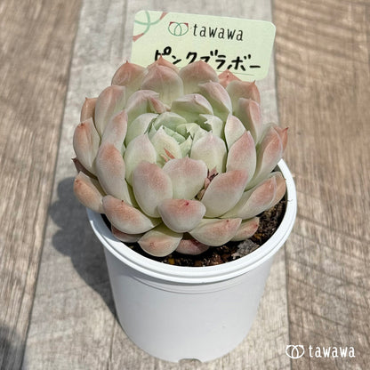 25. ＊新発売＊　ピンクブラボー　【tawawaハウス苗】