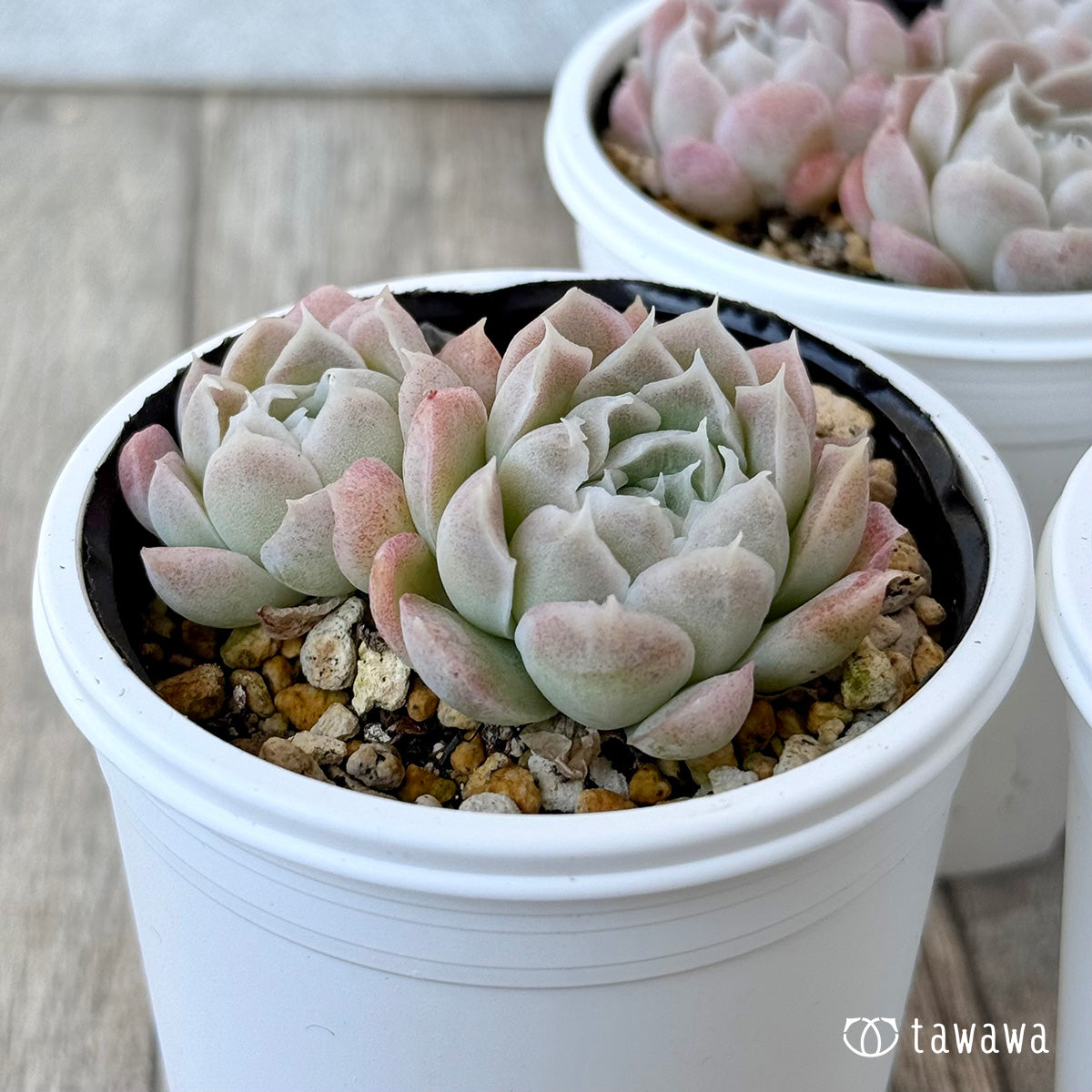 アイスローズ【Bタイプ】《多頭》（チャンヒー農園）【tawawaハウス苗】