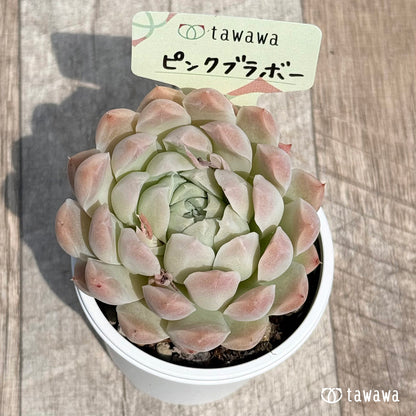 25. ＊新発売＊　ピンクブラボー　【tawawaハウス苗】