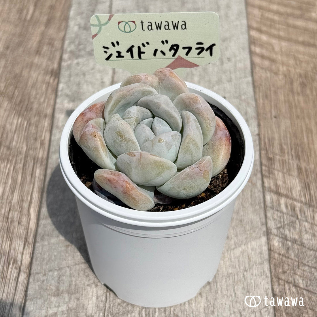 26. ＊新発売＊　ジェイドバタフライ　【tawawaハウス苗】
