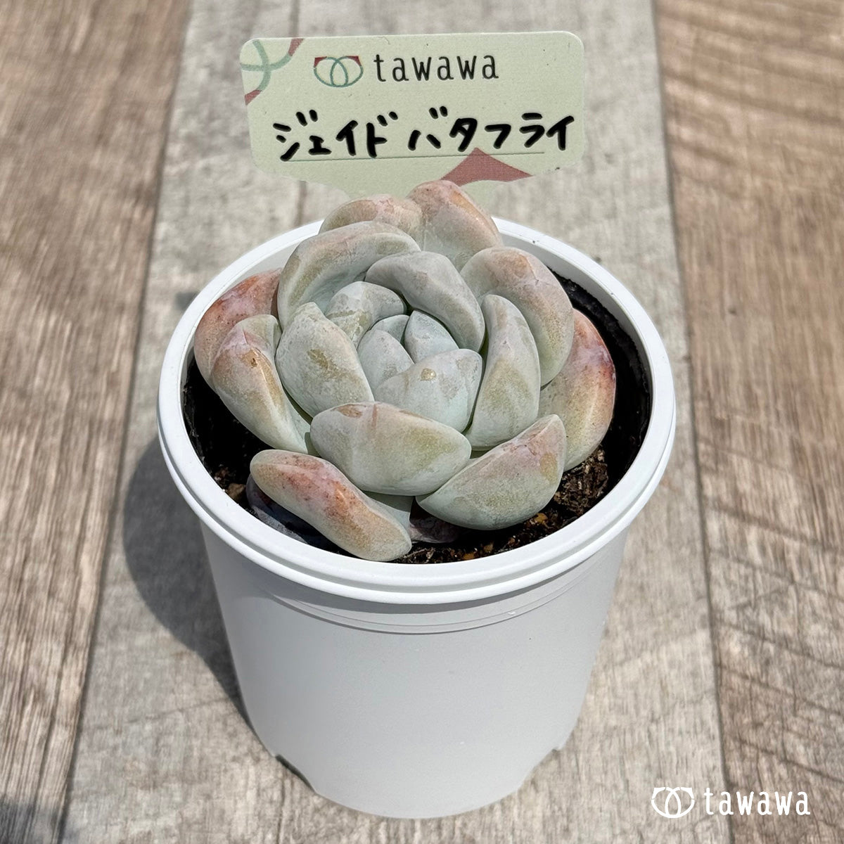 26. ＊新発売＊　ジェイドバタフライ　【tawawaハウス苗】