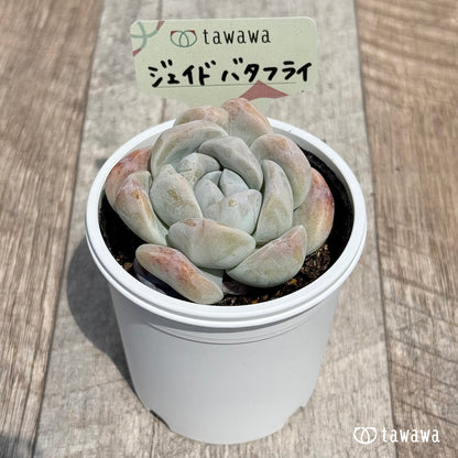 26. ＊新発売＊　ジェイドバタフライ　【tawawaハウス苗】