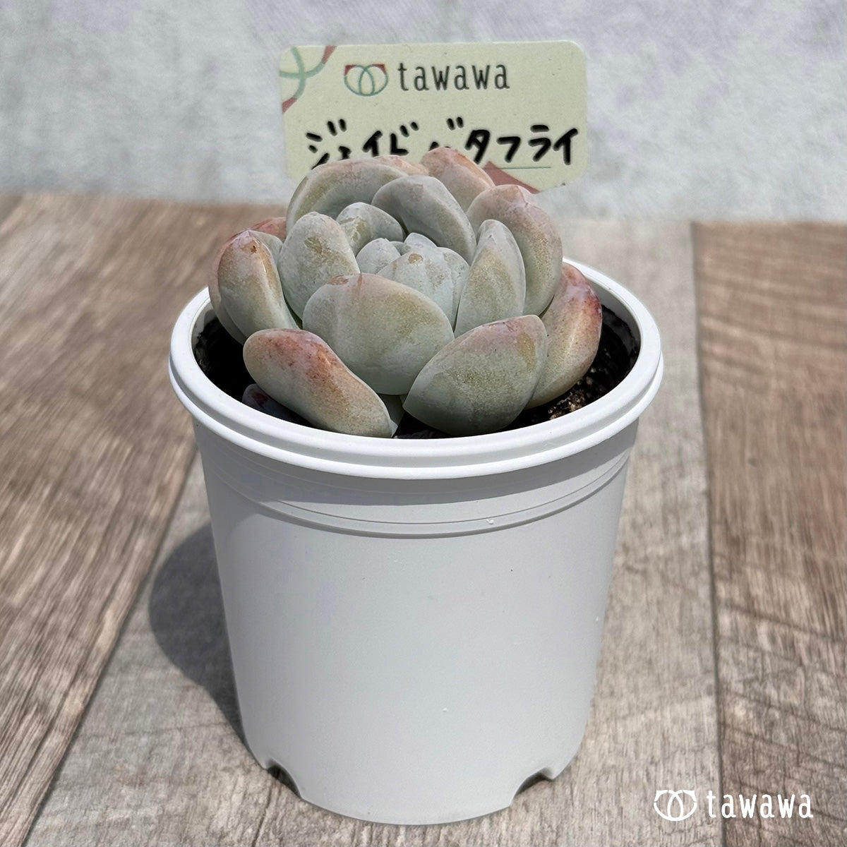 26. ＊新発売＊　ジェイドバタフライ　【tawawaハウス苗】