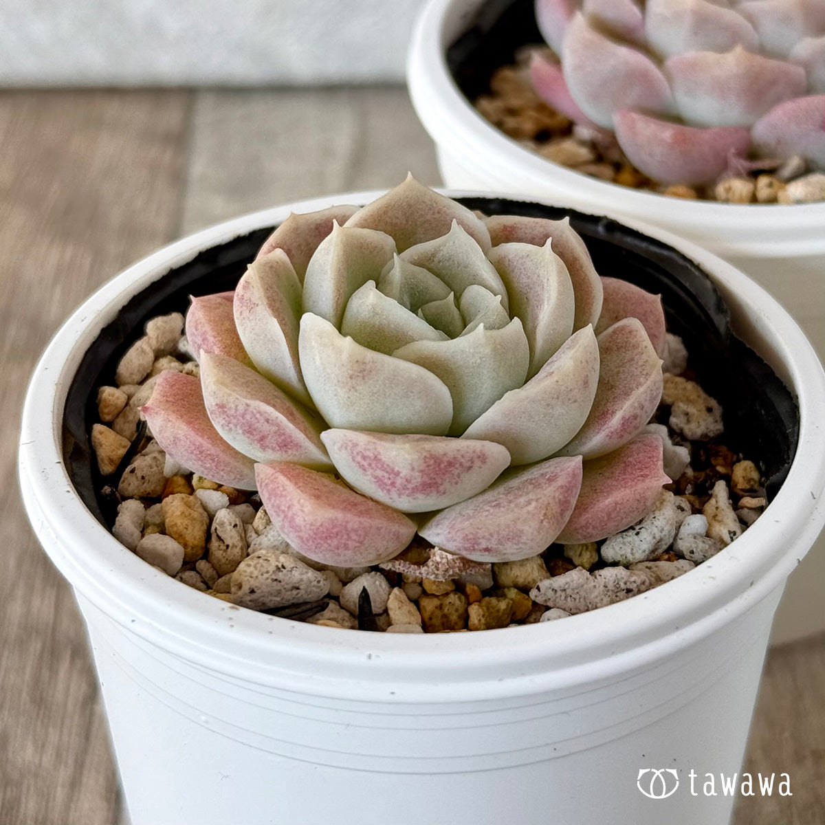 アイスローズ【Aタイプ】（チャンヒー農園）【tawawaハウス苗】