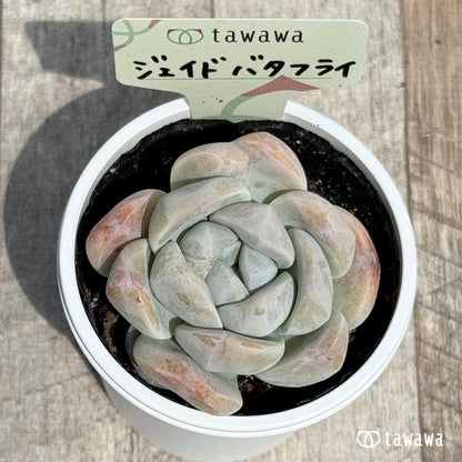 26. ＊新発売＊　ジェイドバタフライ　【tawawaハウス苗】