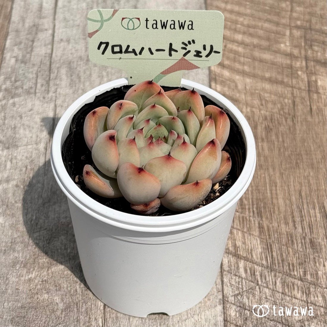 27. ＊新発売＊　クロムハートジェリー　【tawawaハウス苗】