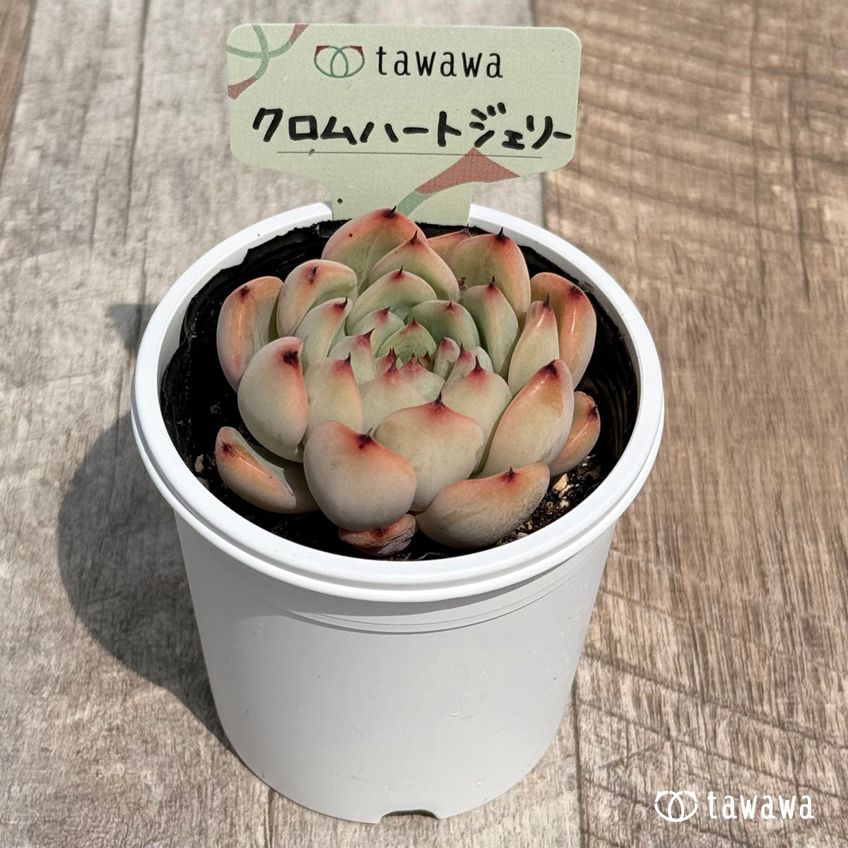 27. ＊新発売＊　クロムハートジェリー　【tawawaハウス苗】