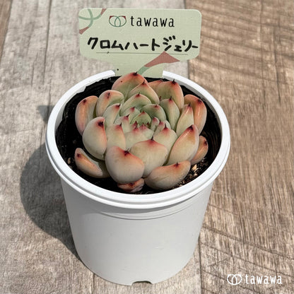 27. ＊新発売＊　クロムハートジェリー　【tawawaハウス苗】