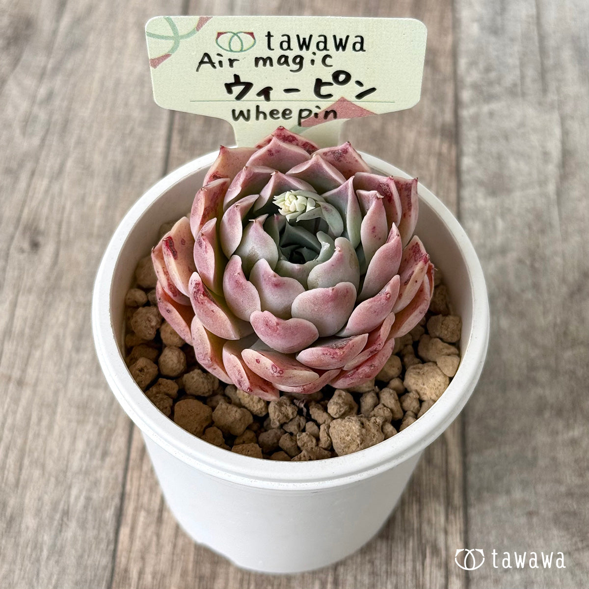 ウィーピン【単頭】（エアーマジック農園苗）