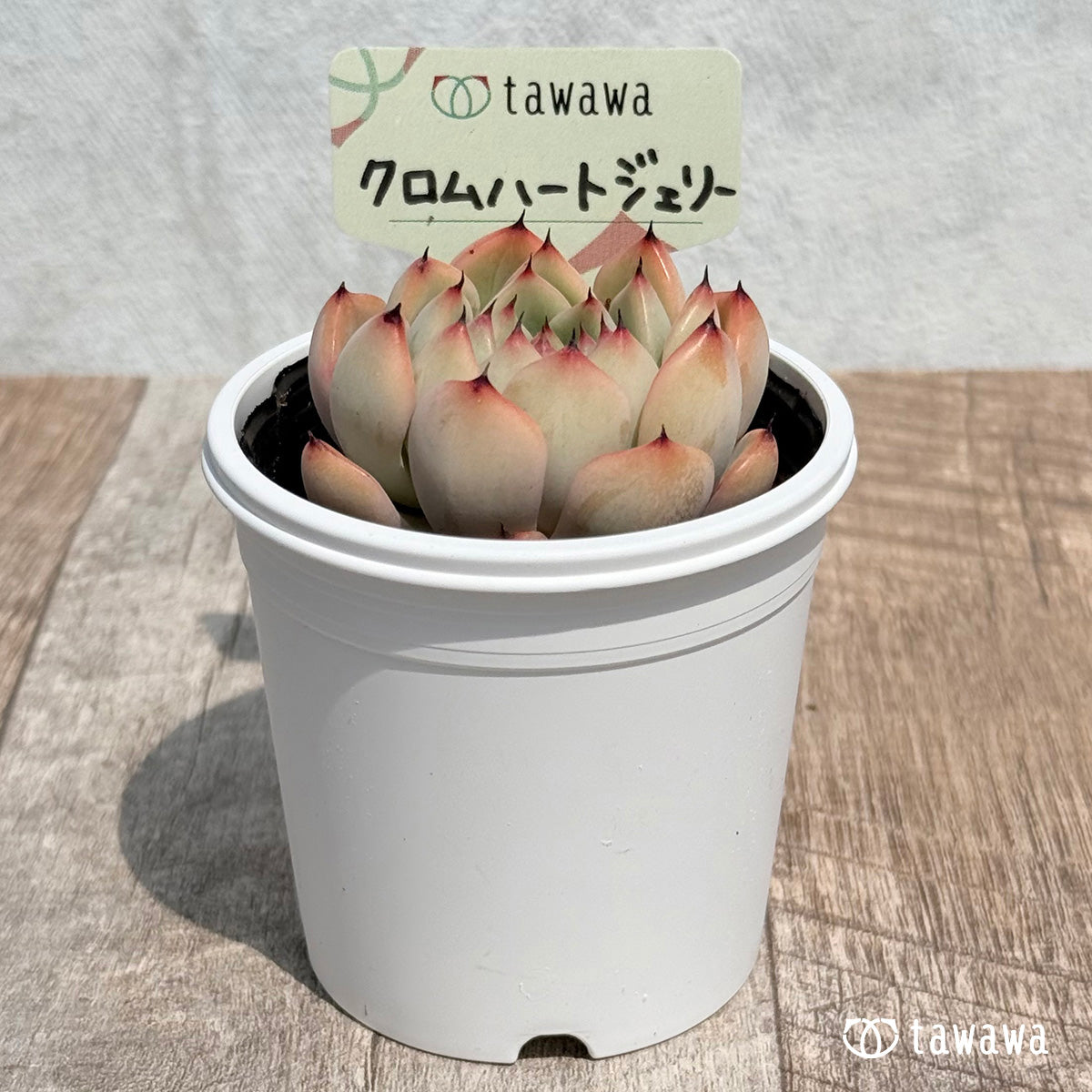 27. ＊新発売＊　クロムハートジェリー　【tawawaハウス苗】