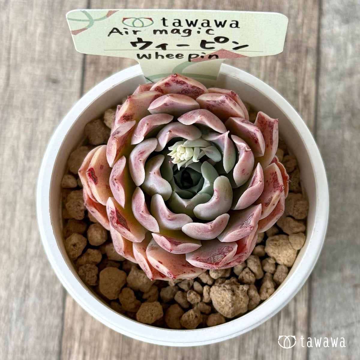 ウィーピン【単頭】（エアーマジック農園苗）