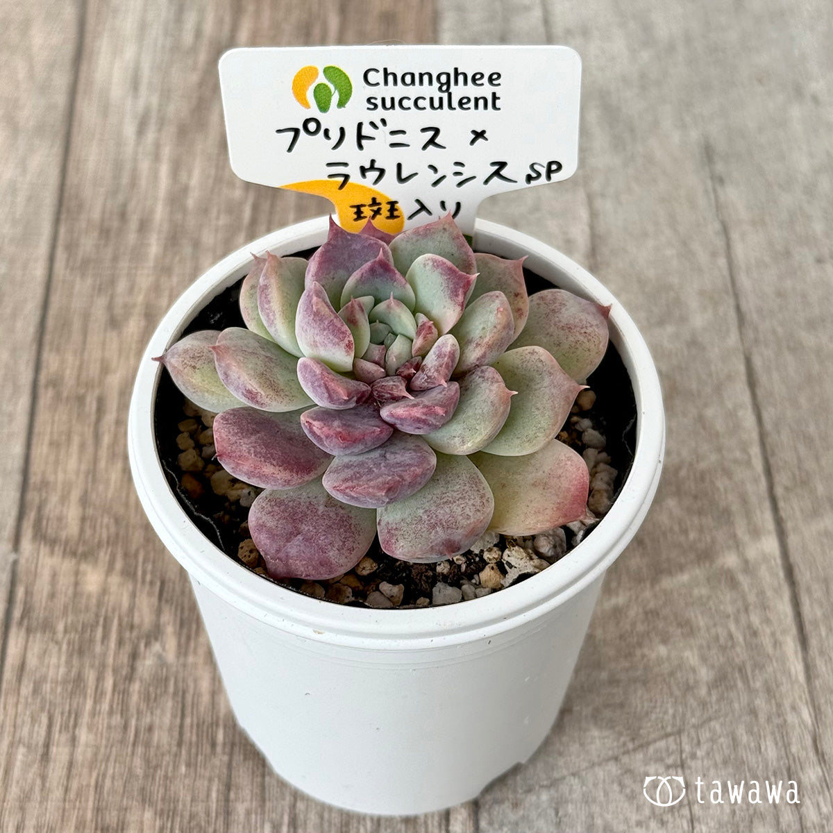 New Arrivals: Ice Green