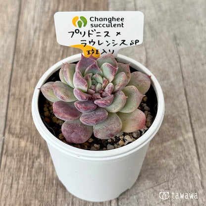 New Arrivals: Ice Green