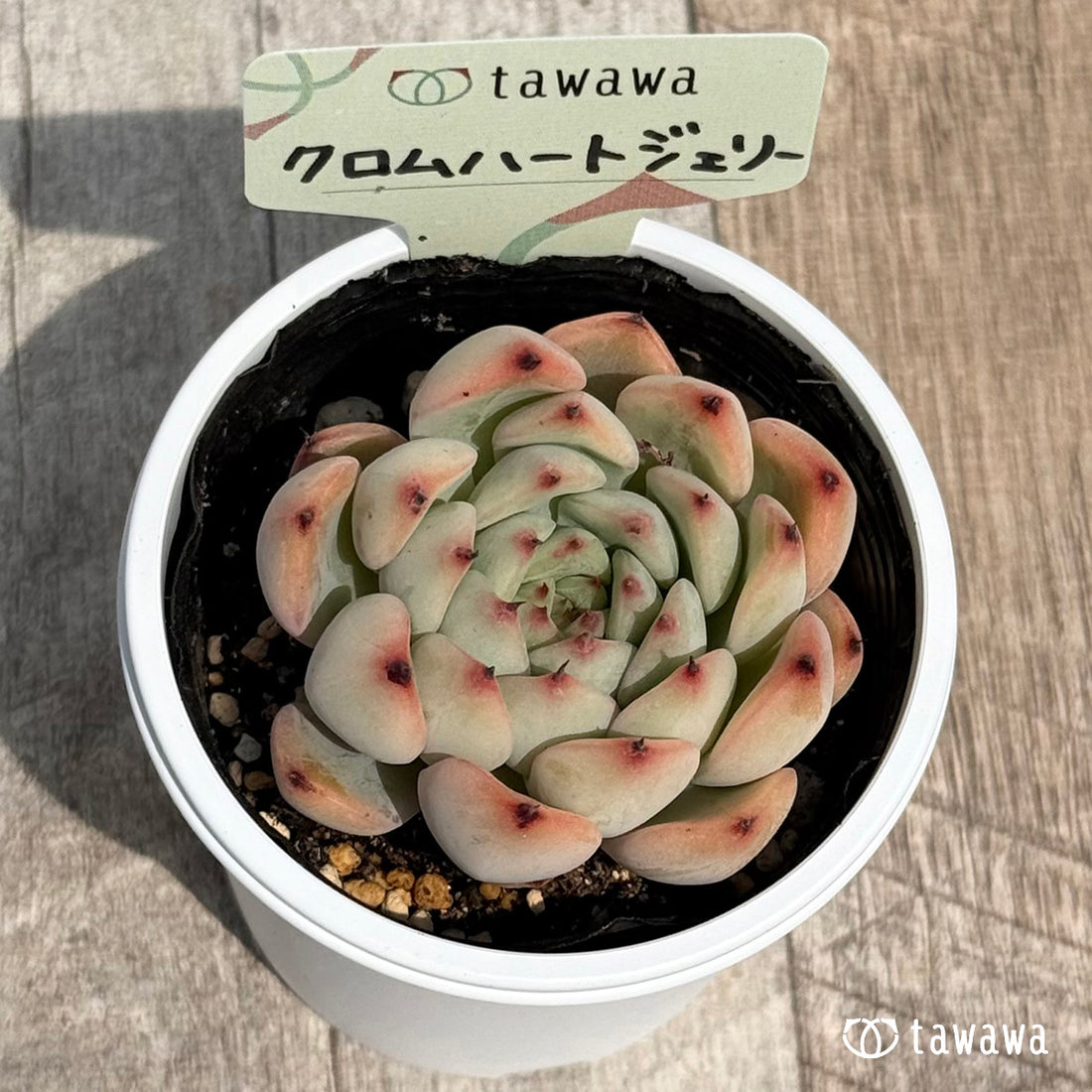 27. ＊新発売＊　クロムハートジェリー　【tawawaハウス苗】