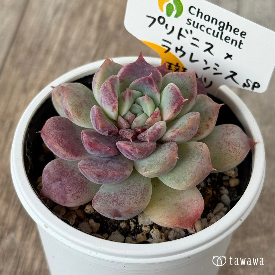 New Arrivals: Ice Green