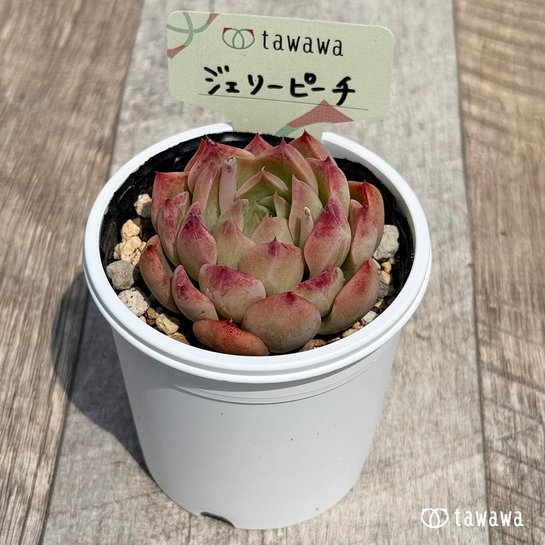 28. ＊新発売＊　ジェリーピーチ　【tawawaハウス苗】