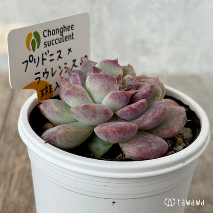 New Arrivals: Ice Green