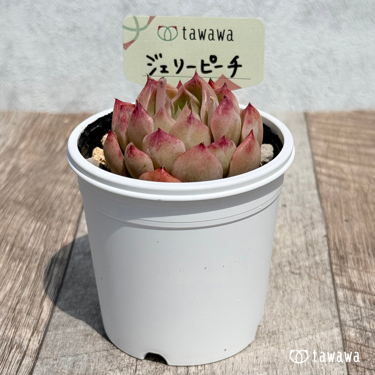 28. ＊新発売＊　ジェリーピーチ　【tawawaハウス苗】