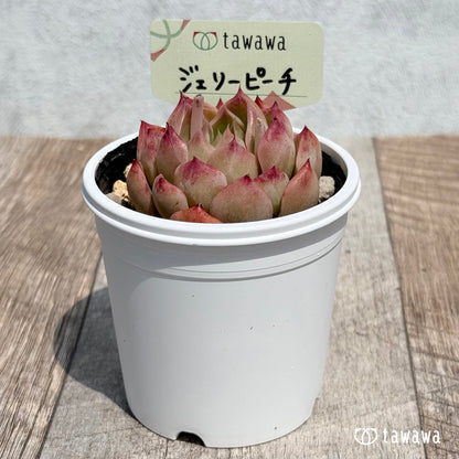 28. ＊新発売＊　ジェリーピーチ　【tawawaハウス苗】