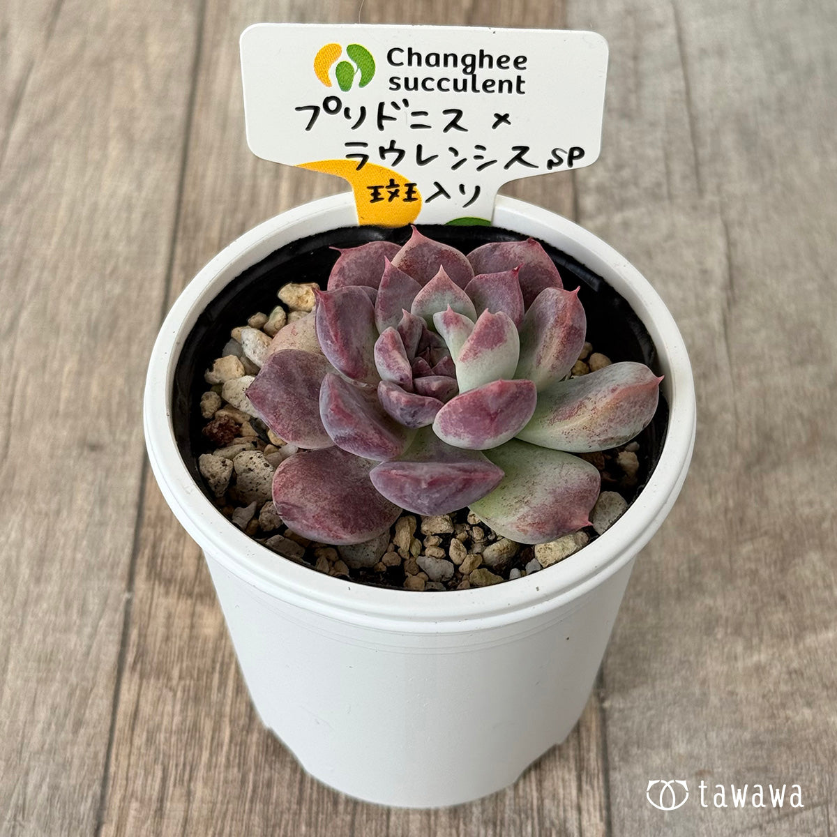 プリドニス×ラウレンシスsp斑入り②（チャンヒー農園）【tawawaハウス苗】