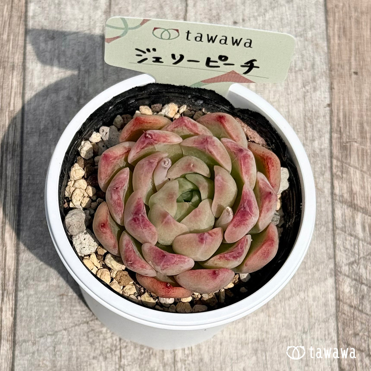 28. ＊新発売＊　ジェリーピーチ　【tawawaハウス苗】